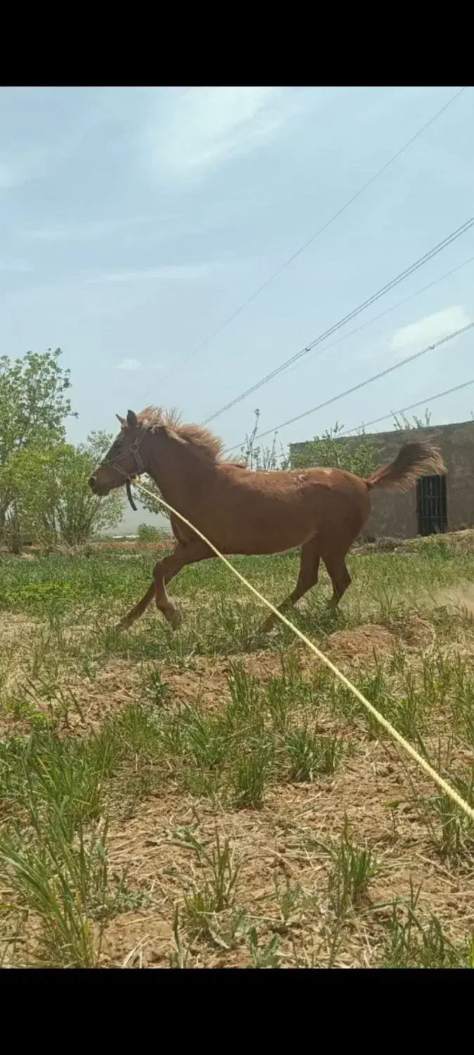 مادیان|اسب و تجهیزات اسب‌سواری|خمین, |دیوار