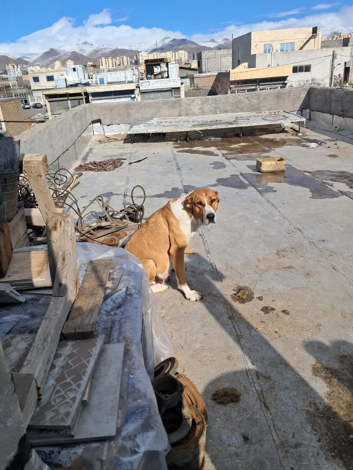 سگ گم شده|حیوانات|زنجان, |دیوار