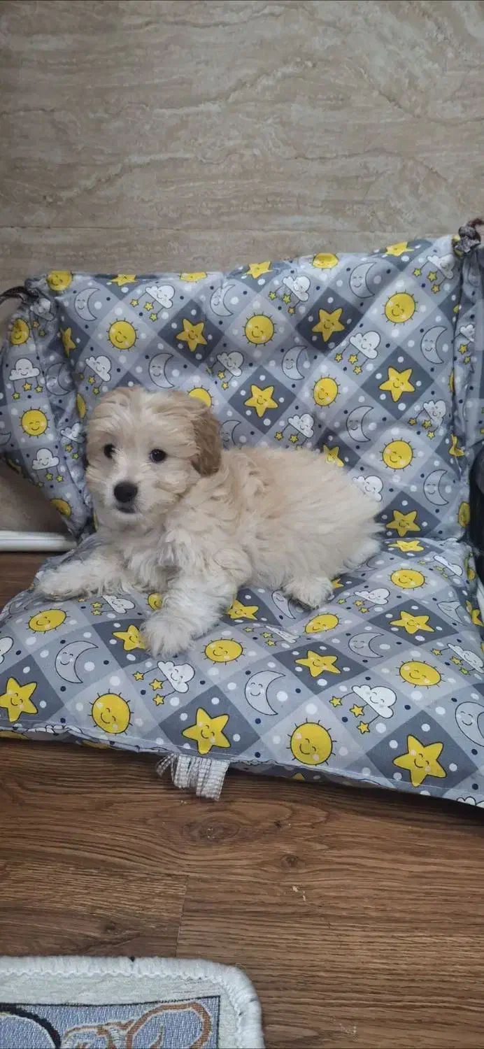 فروش سگ|سگ|رشت, کوی فکوری|دیوار