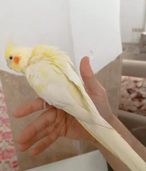 عروس هلندی لوتینو|پرنده|دیواندره, |دیوار