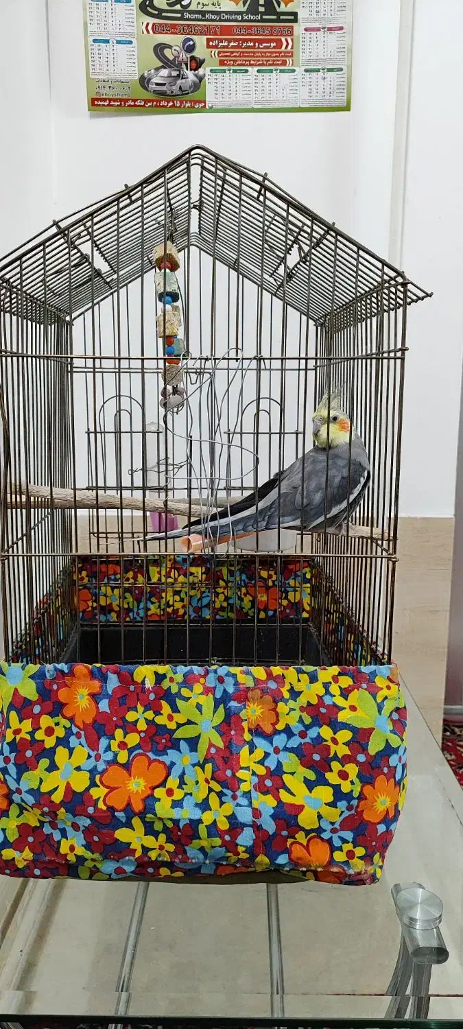 عروس هلندی نر|پرنده|قره ضیاالدین, |دیوار