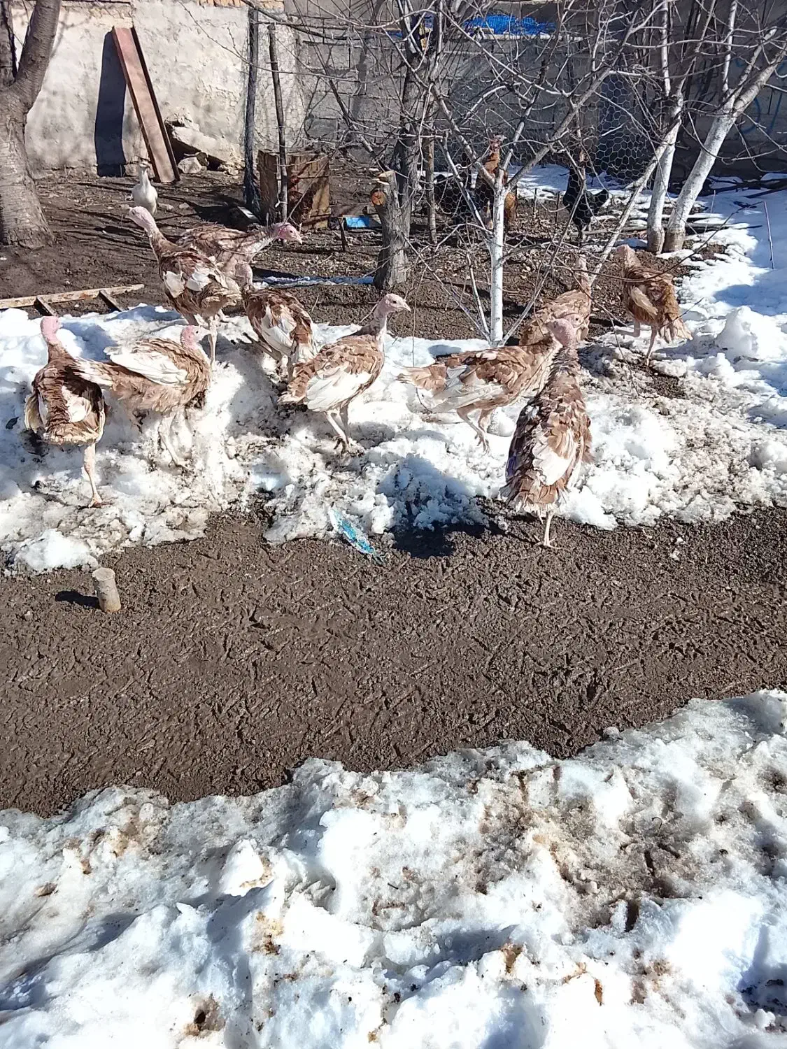 جوجه گوشتی|حیوانات مزرعه|مشگین شهر, |دیوار