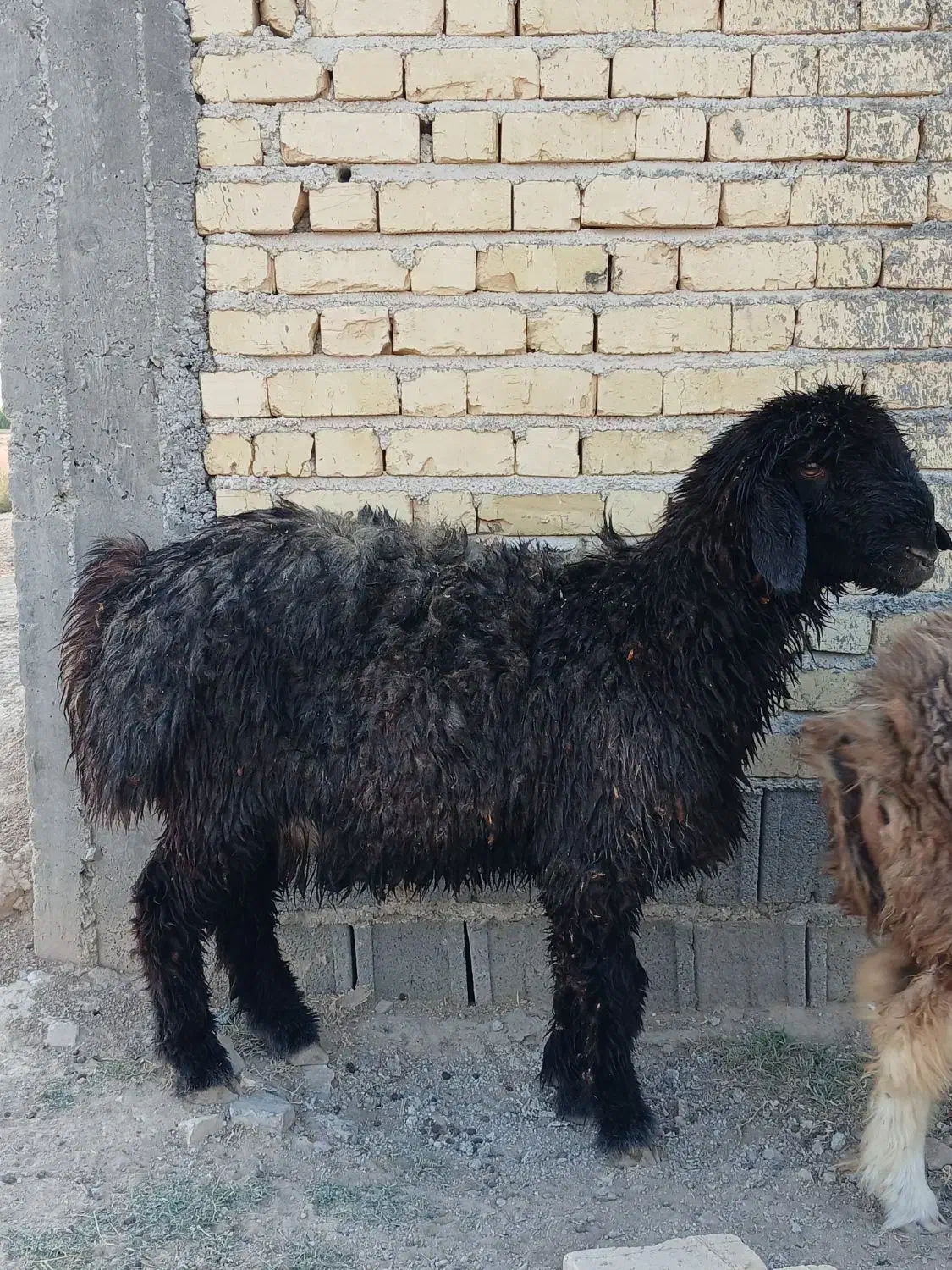 بره قوچ|حیوانات مزرعه|کوار, |دیوار