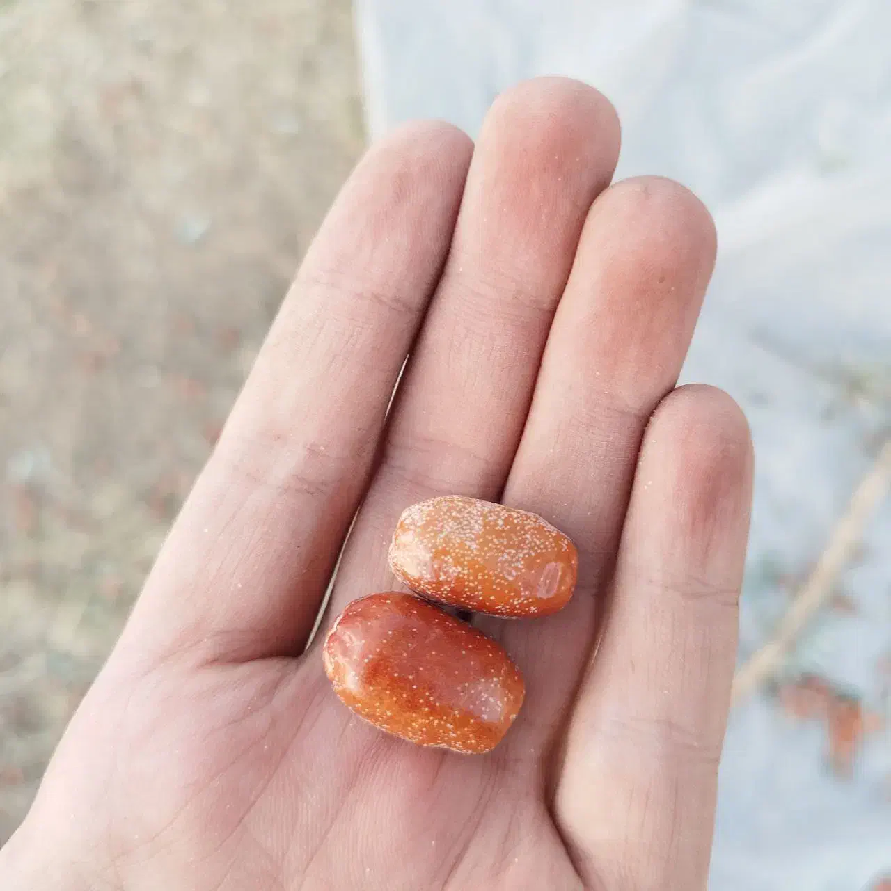 س.نجد|خوردنی و آشامیدنی|شاهین دژ, |دیوار