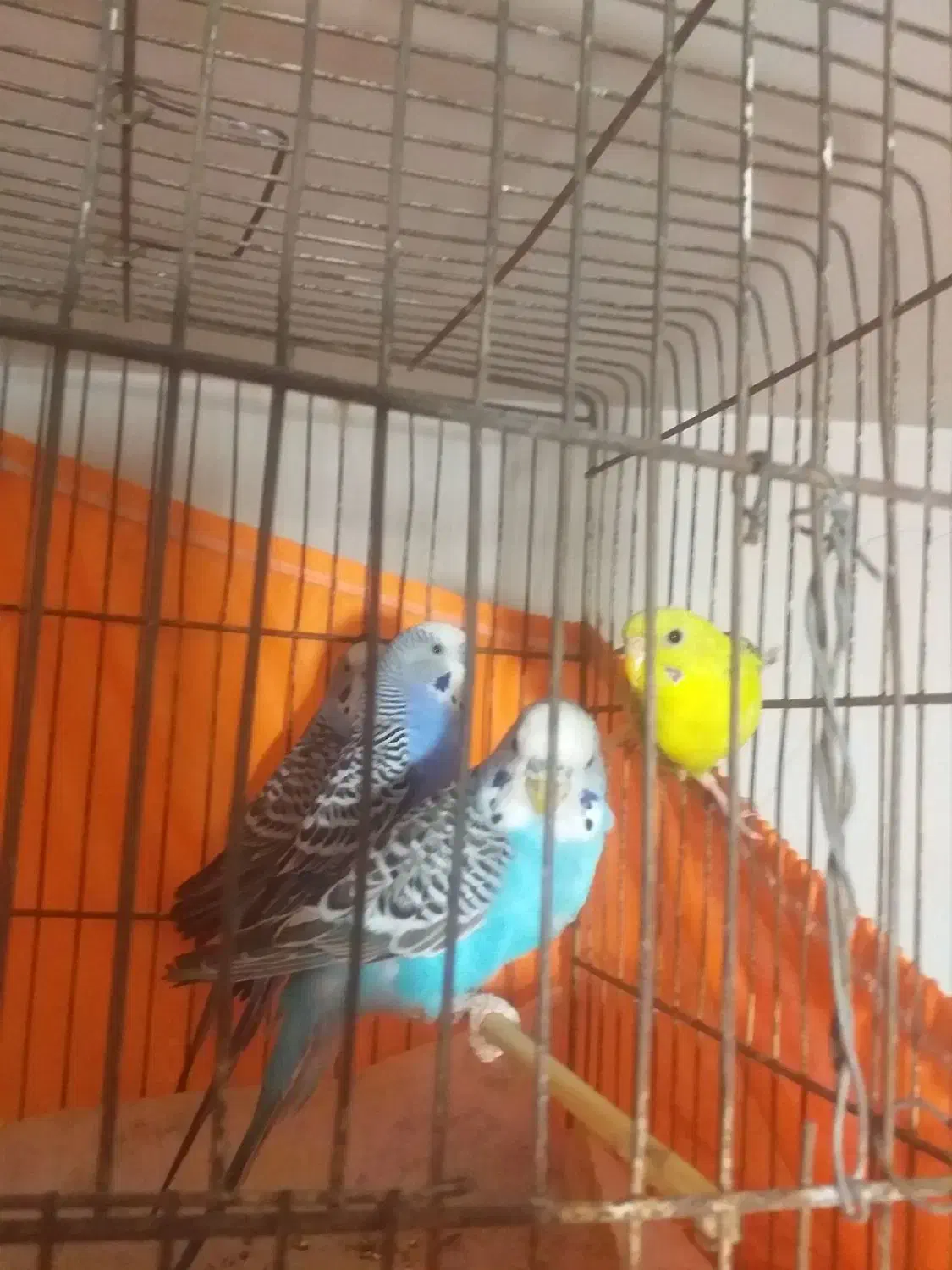 مرغ عشق باقفس|پرنده|تهران, شهرک فردوس (حسینی)|دیوار