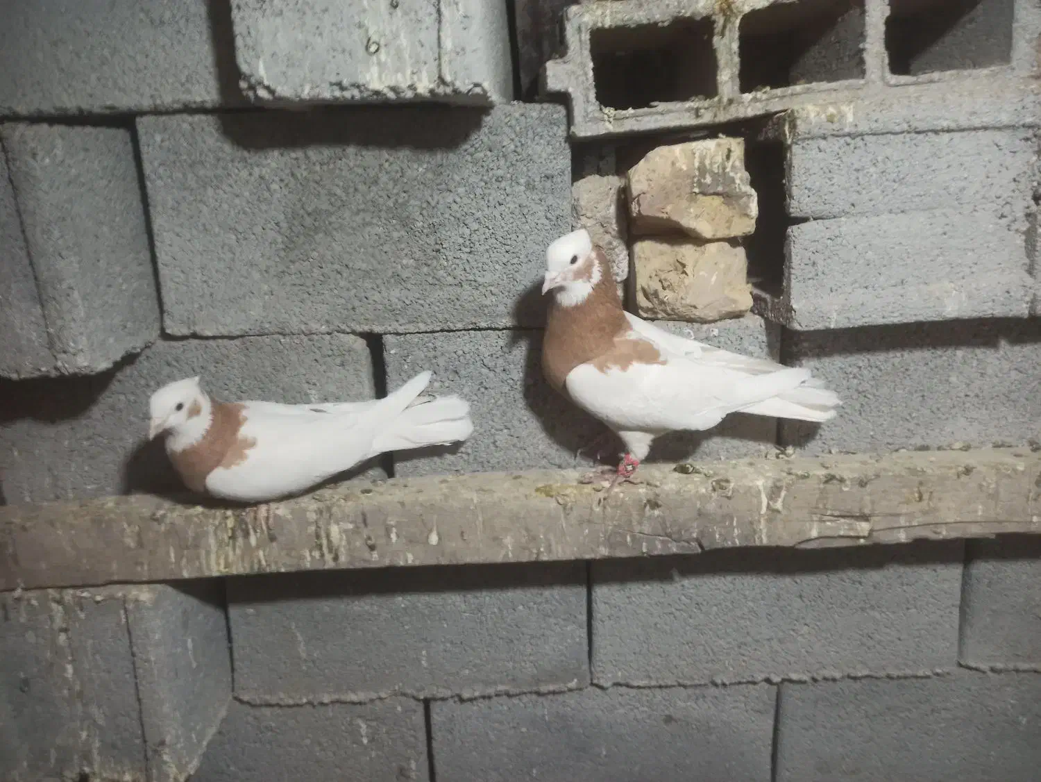 طوقی سپیدان|پرنده|سپیدان, |دیوار