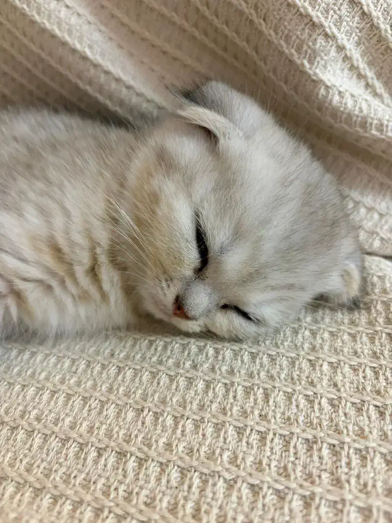 بچه گربه|گربه|بندرعباس, |دیوار