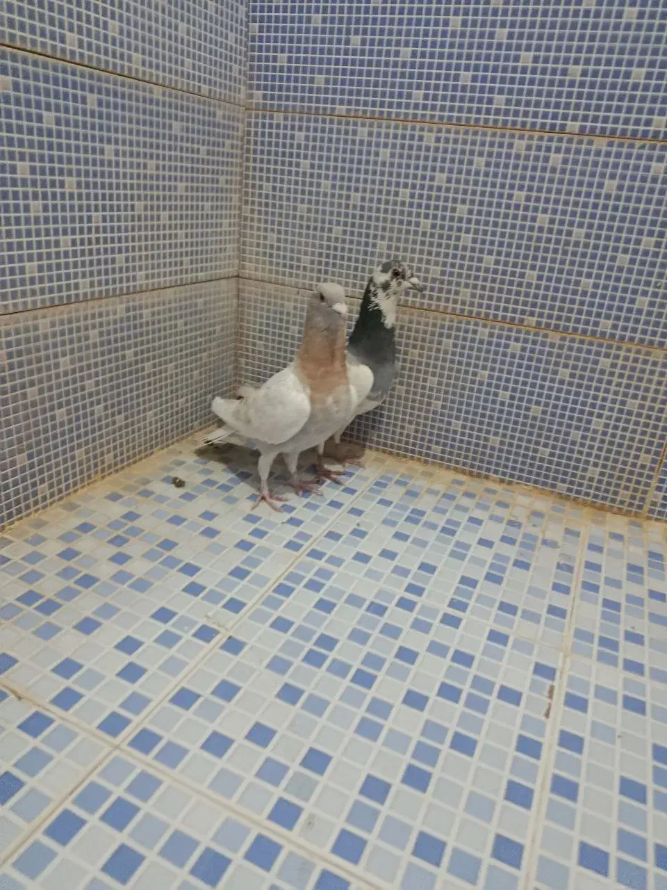 انواع کبوتر|پرنده|دهدشت, |دیوار