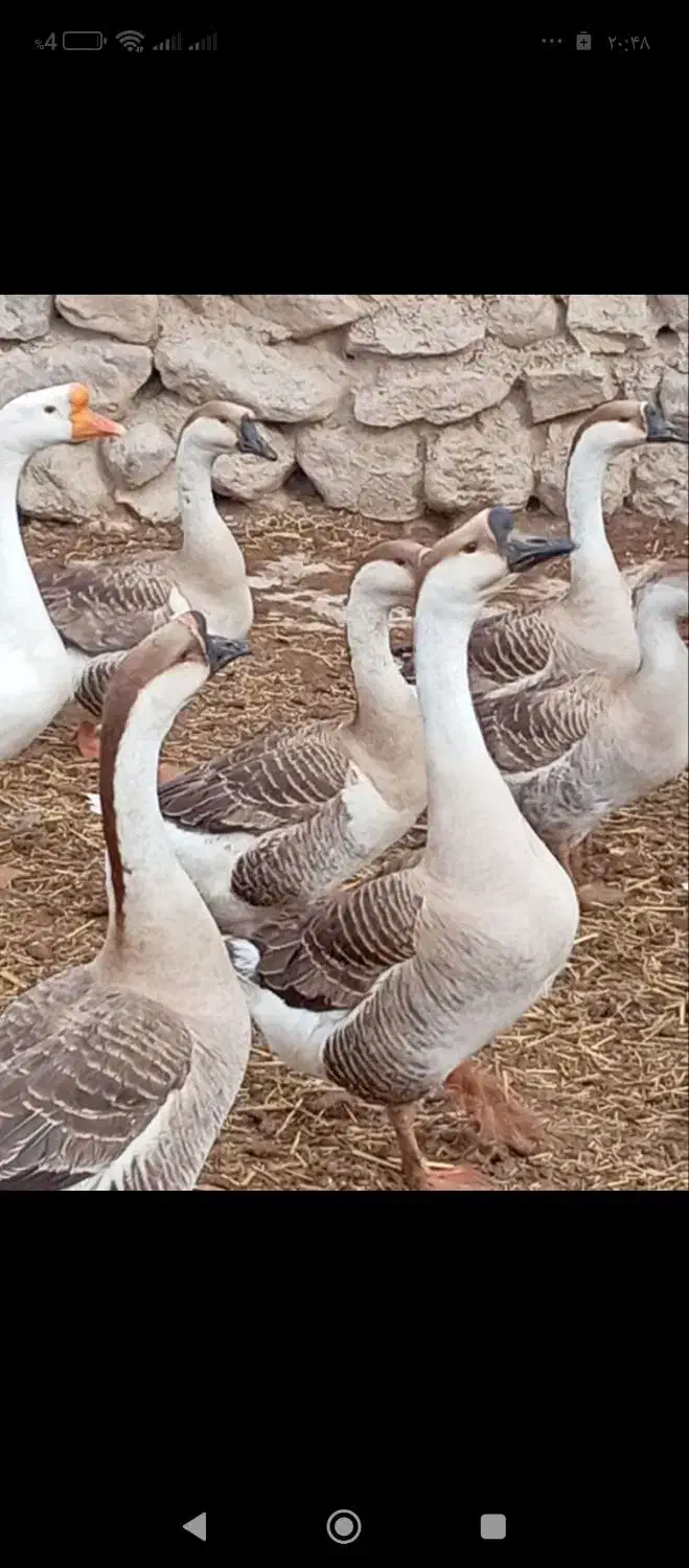 قوغاز|حیوانات مزرعه|شاهرود, |دیوار