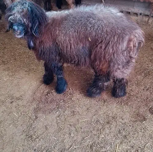 کوه تخمی|حیوانات مزرعه|مسجد سلیمان, |دیوار