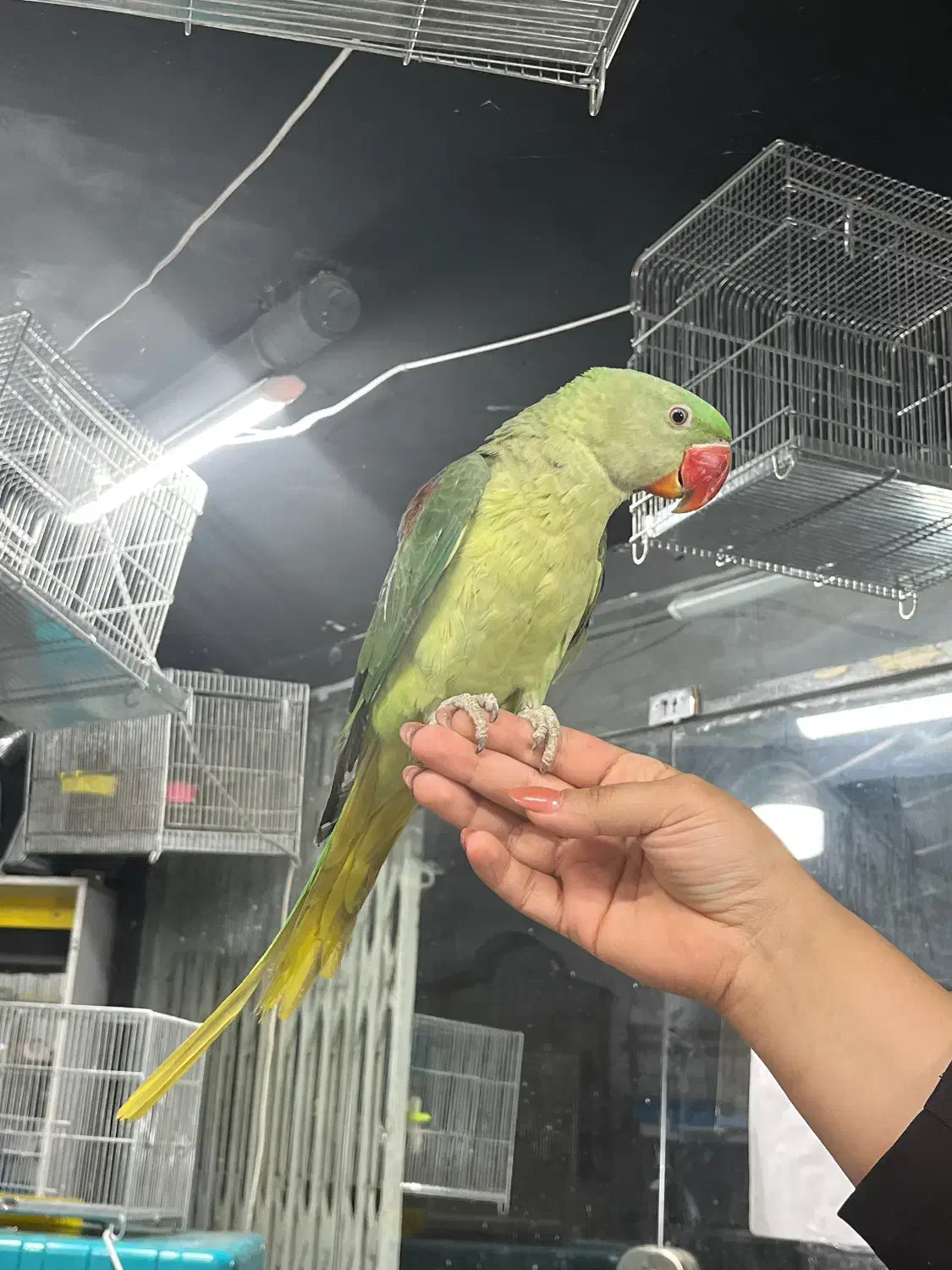 فروشگاه طوطیسانان(عروس هلندی برزیلی ملنگوشاه طوطی)|پرنده|تهران, پونک|دیوار