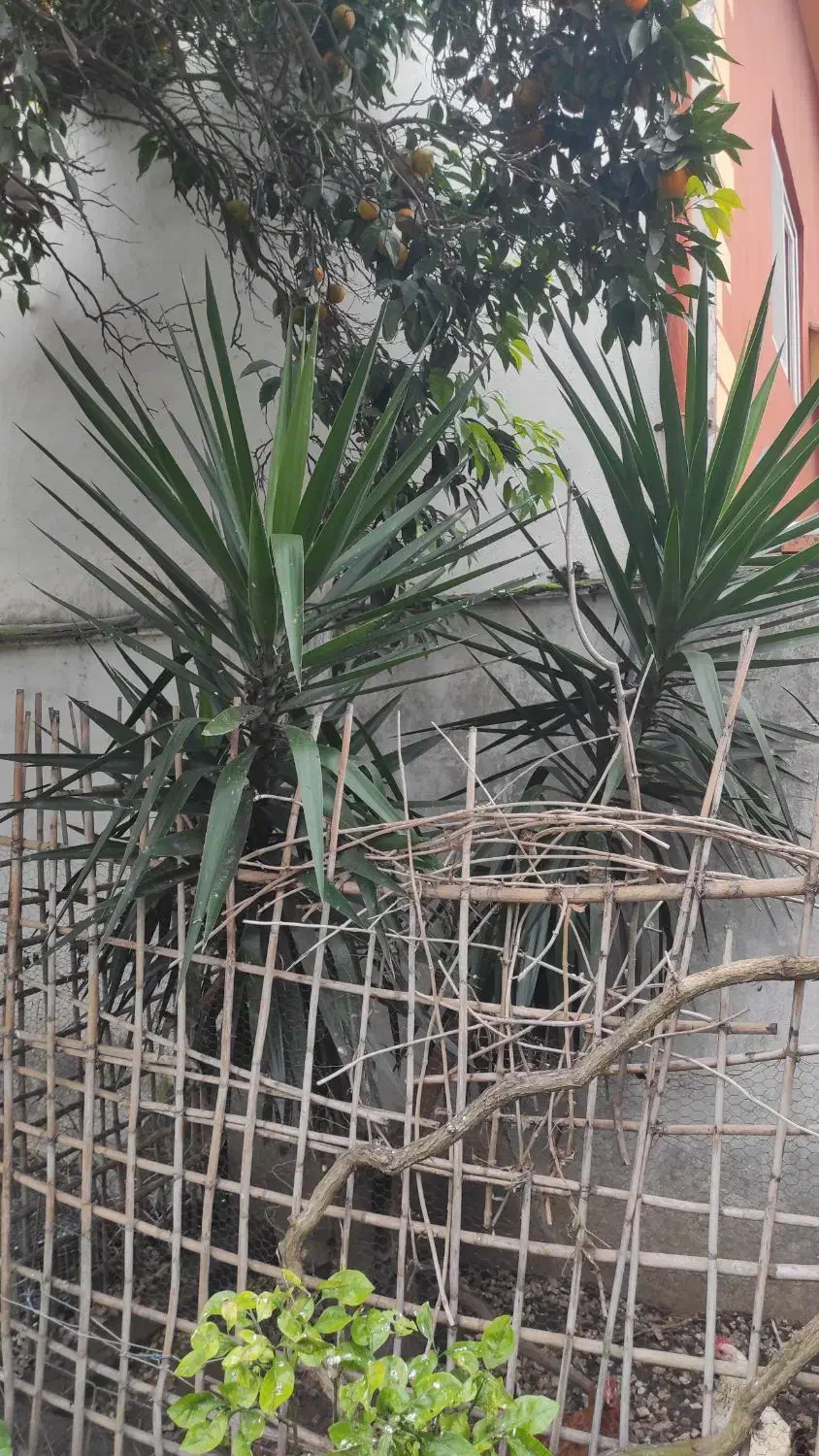 گیاه یوکا|گل و گیاه طبیعی|بابلسر, |دیوار