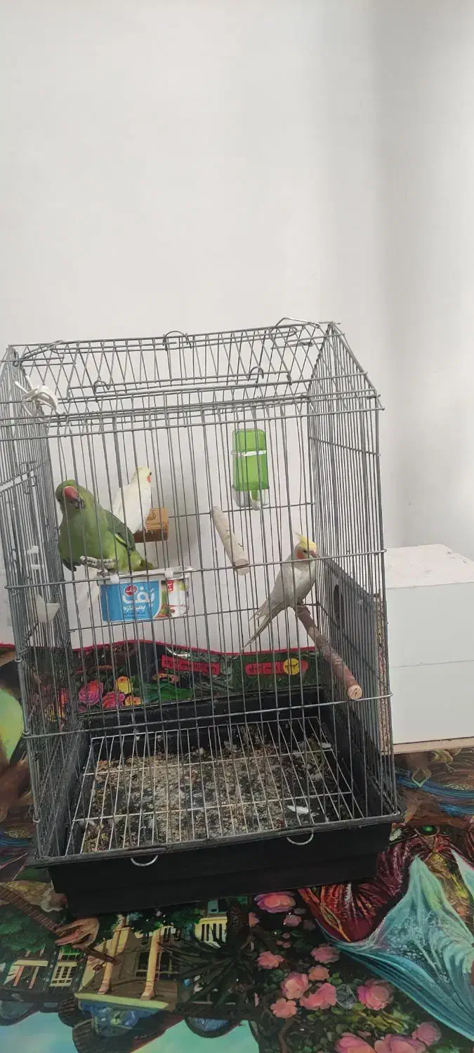 طوطی ملنگووعروس هلندی خوشگل|پرنده|جیرفت, |دیوار