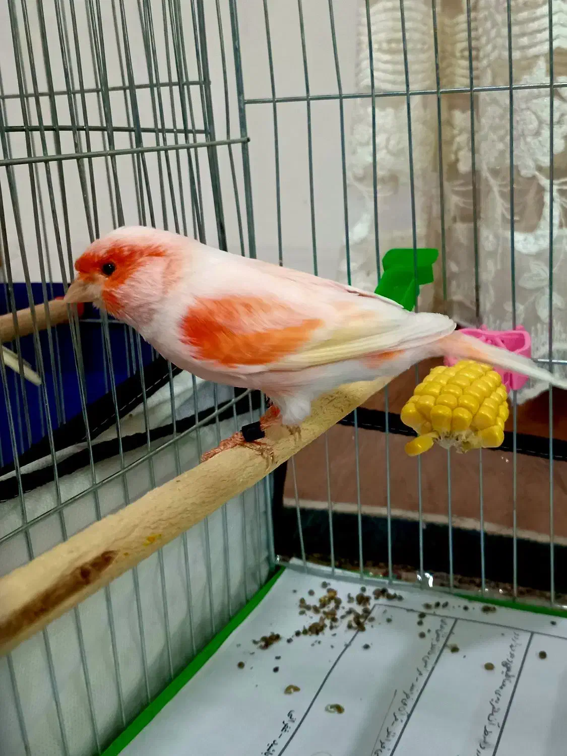 قناری موزاییکی نر مست|پرنده|اردبیل, |دیوار