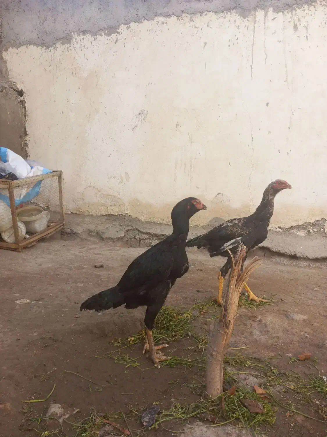 جوجه خروس ومرغ لاری|حیوانات مزرعه|اردبیل, |دیوار