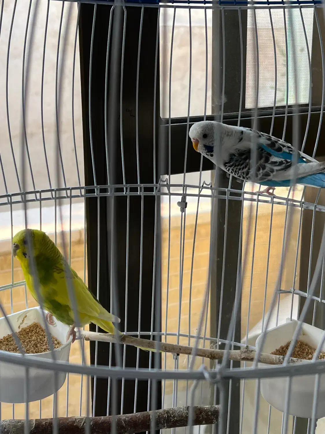 مرغ عشق همراه قفس و آویز|پرنده|اصفهان, باغ نگاره|دیوار