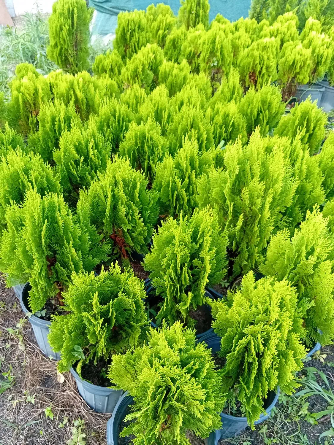 لافسون سطل ۳ کامیس سطل ده وهفت|عمدهفروشی|کتالم و سادات شهر, |دیوار