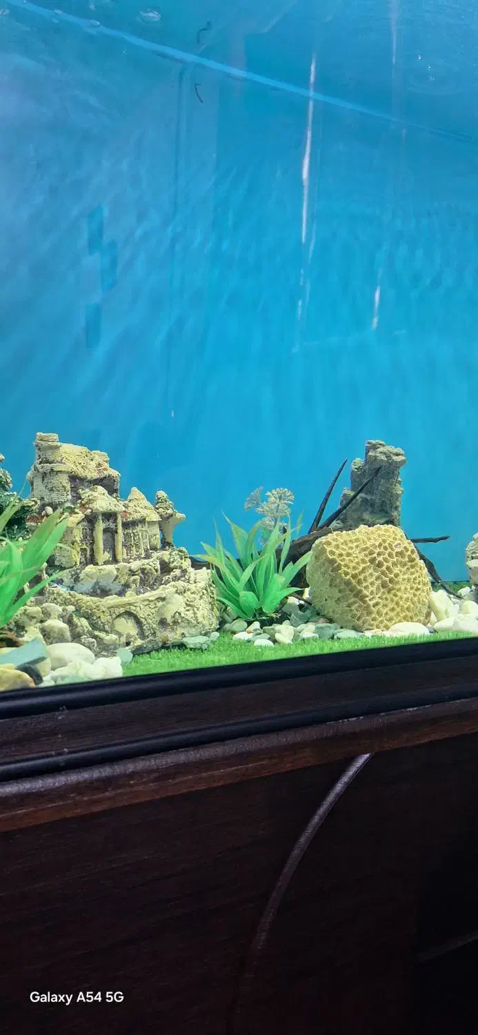 آکواریوم شرکتی|ماهی|اهواز, فولاد|دیوار