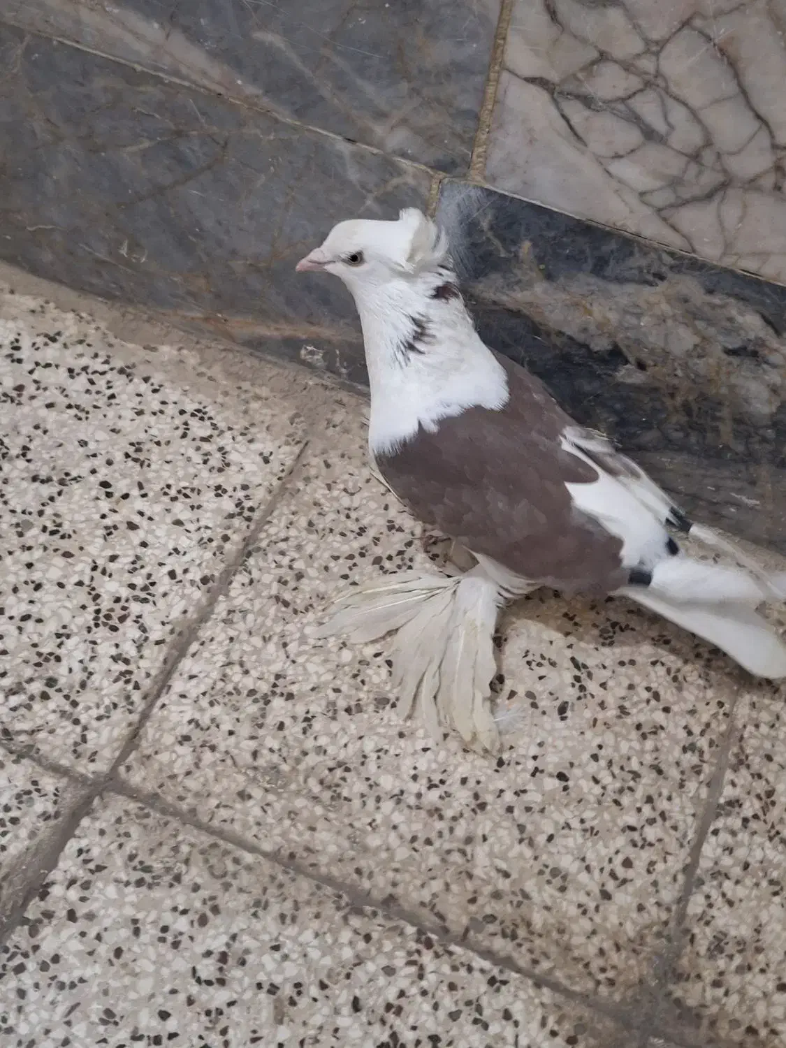 کبوتر پاپر کله قنار|پرنده|مشهد, پنجتن|دیوار