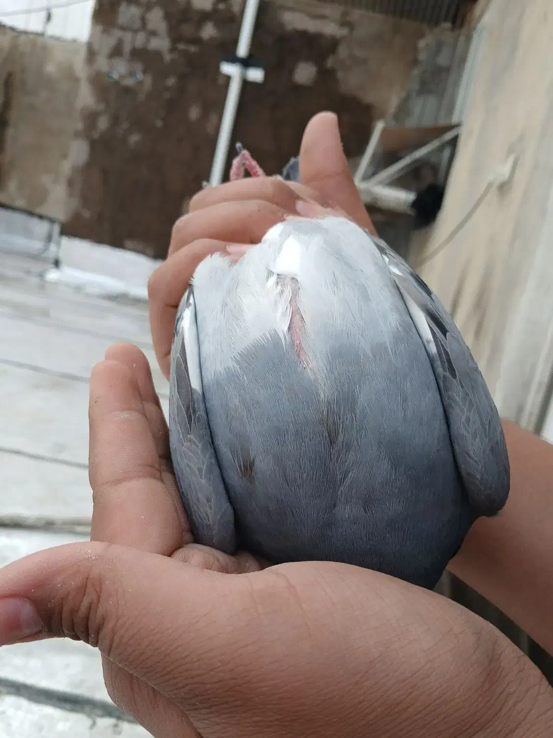 کبوتر|پرنده|مسجد سلیمان, |دیوار