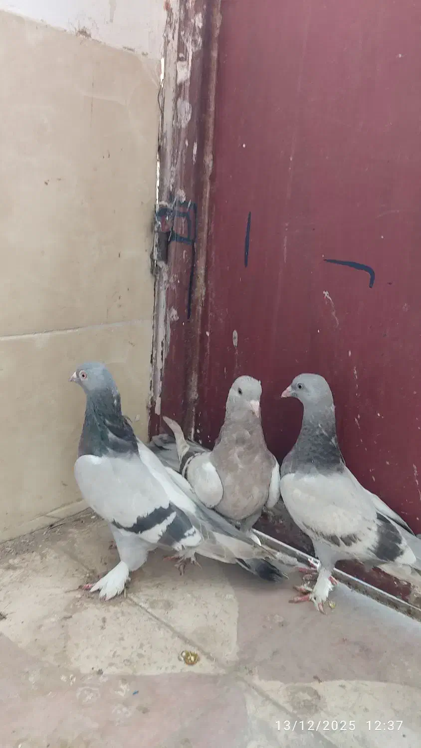 کفتر سبز سوسنی بازیکن|پرنده|شیراز, کوشک میدان|دیوار