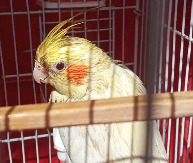 عروس هلندی|پرنده|ری, سرتخت|دیوار