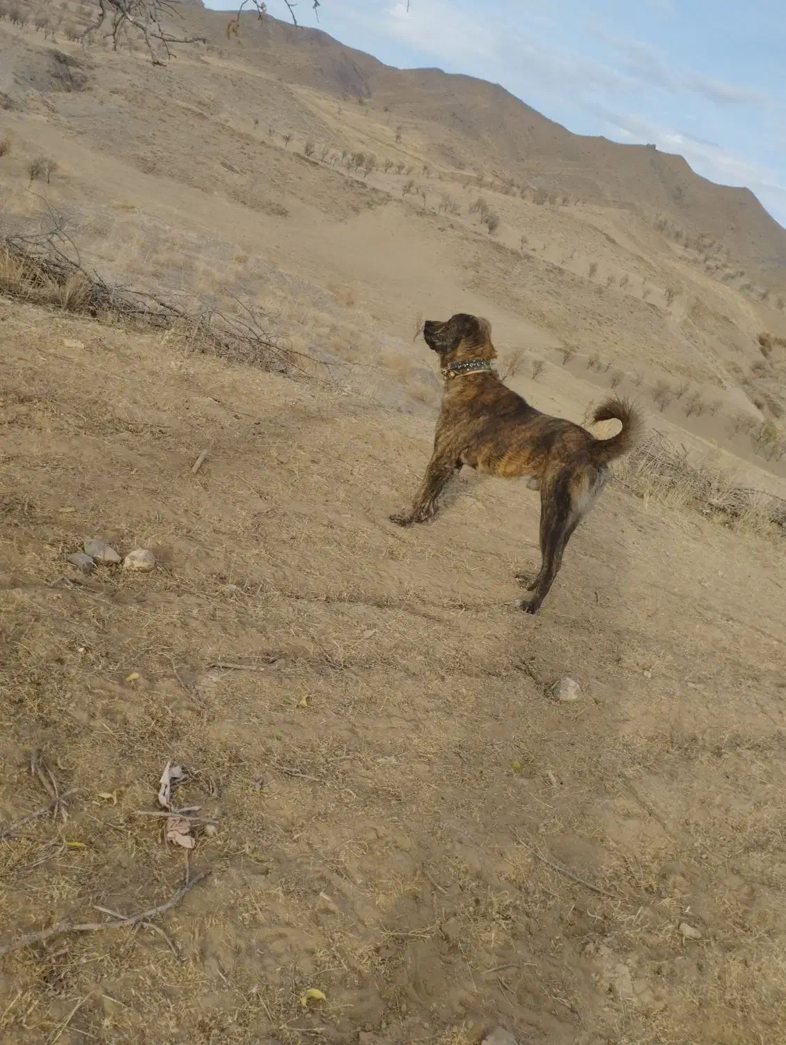 توله سگ|سگ|سبزوار, ایزی شهر|دیوار