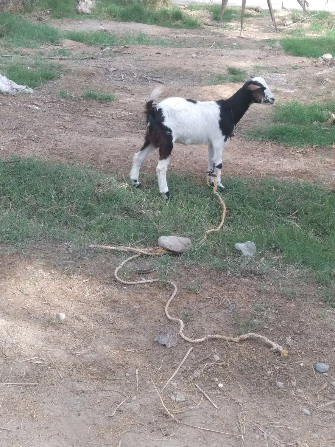 یک عدد کهره ماده چاق و سرحال|حیوانات مزرعه|میناب, |دیوار