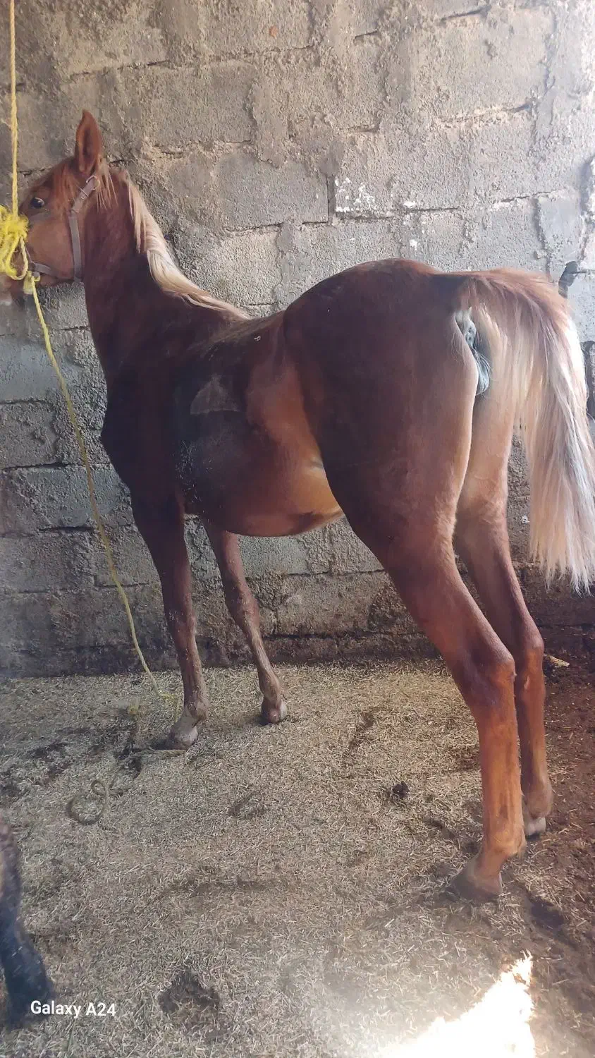 کره مادیان|اسب و تجهیزات اسب‌سواری|ایلام, |دیوار