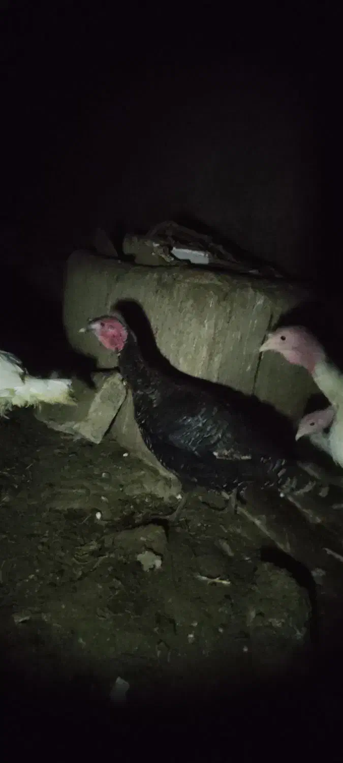 مرغ.محلی15عدرجه.یک|حیوانات مزرعه|رزن, |دیوار