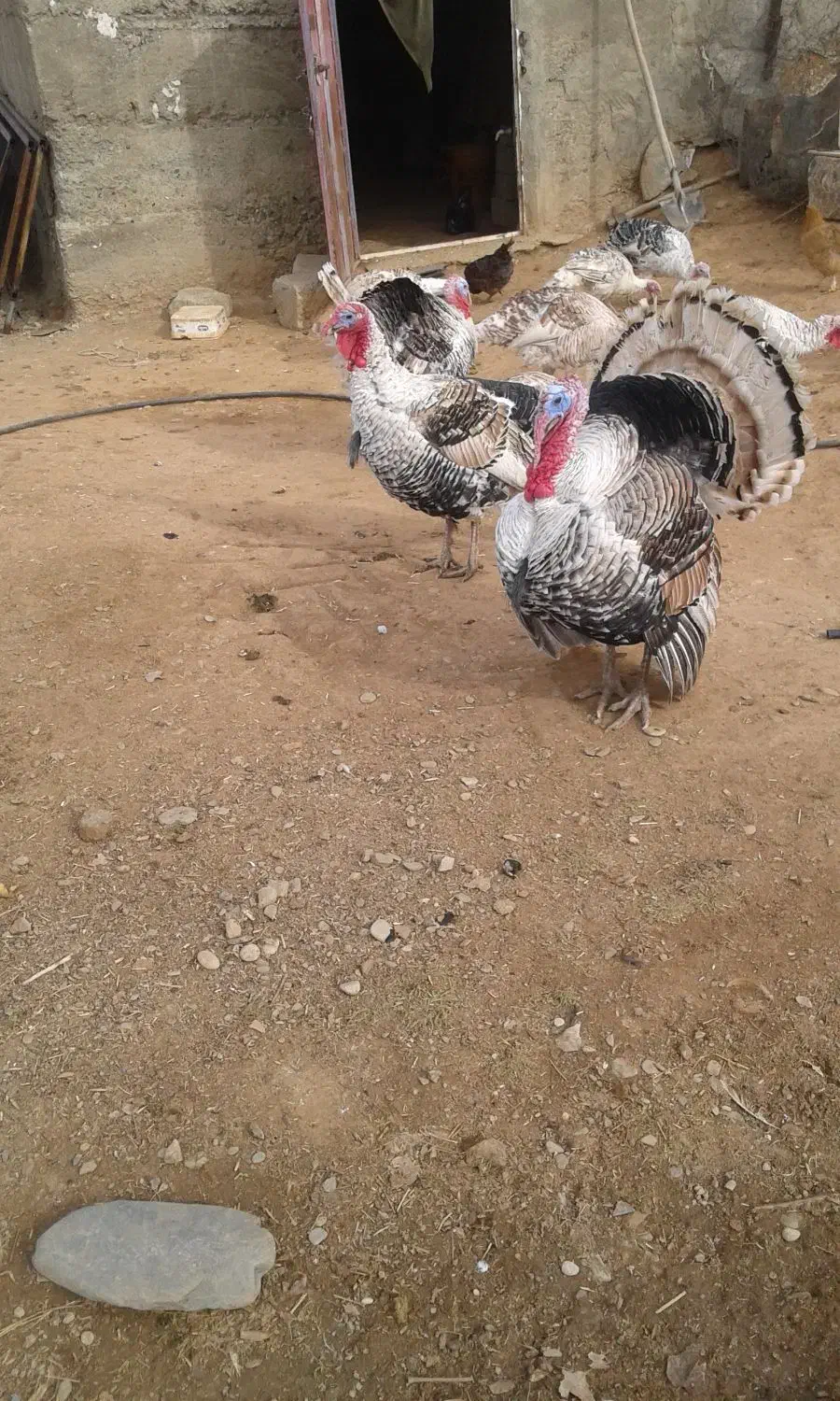 بوقلمون محلی|حیوانات مزرعه|بوکان, |دیوار