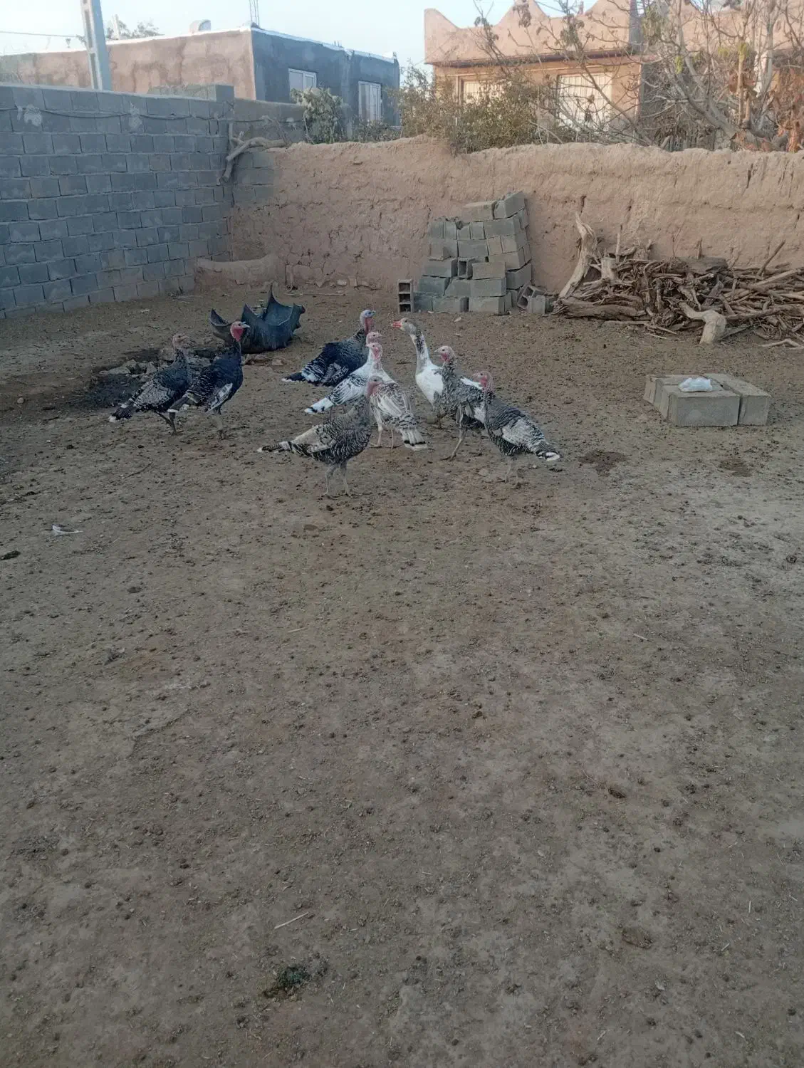 سلام عرض ادب|حیوانات مزرعه|اسفراین, |دیوار