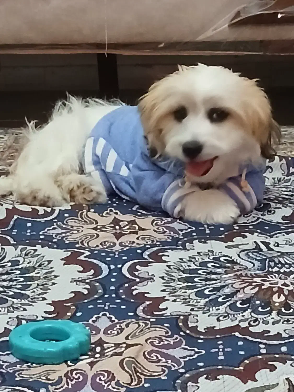 سگ پاکوتاه شیتزو بازی گوش ناز|سگ|زنجان, |دیوار