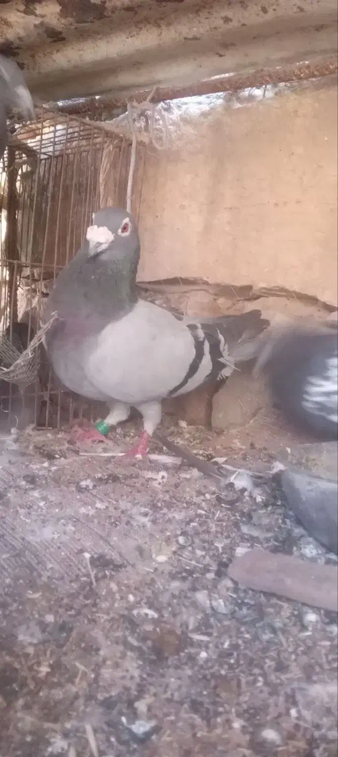 کبوتر پلاکی مسافتی|پرنده|مسجد سلیمان, |دیوار