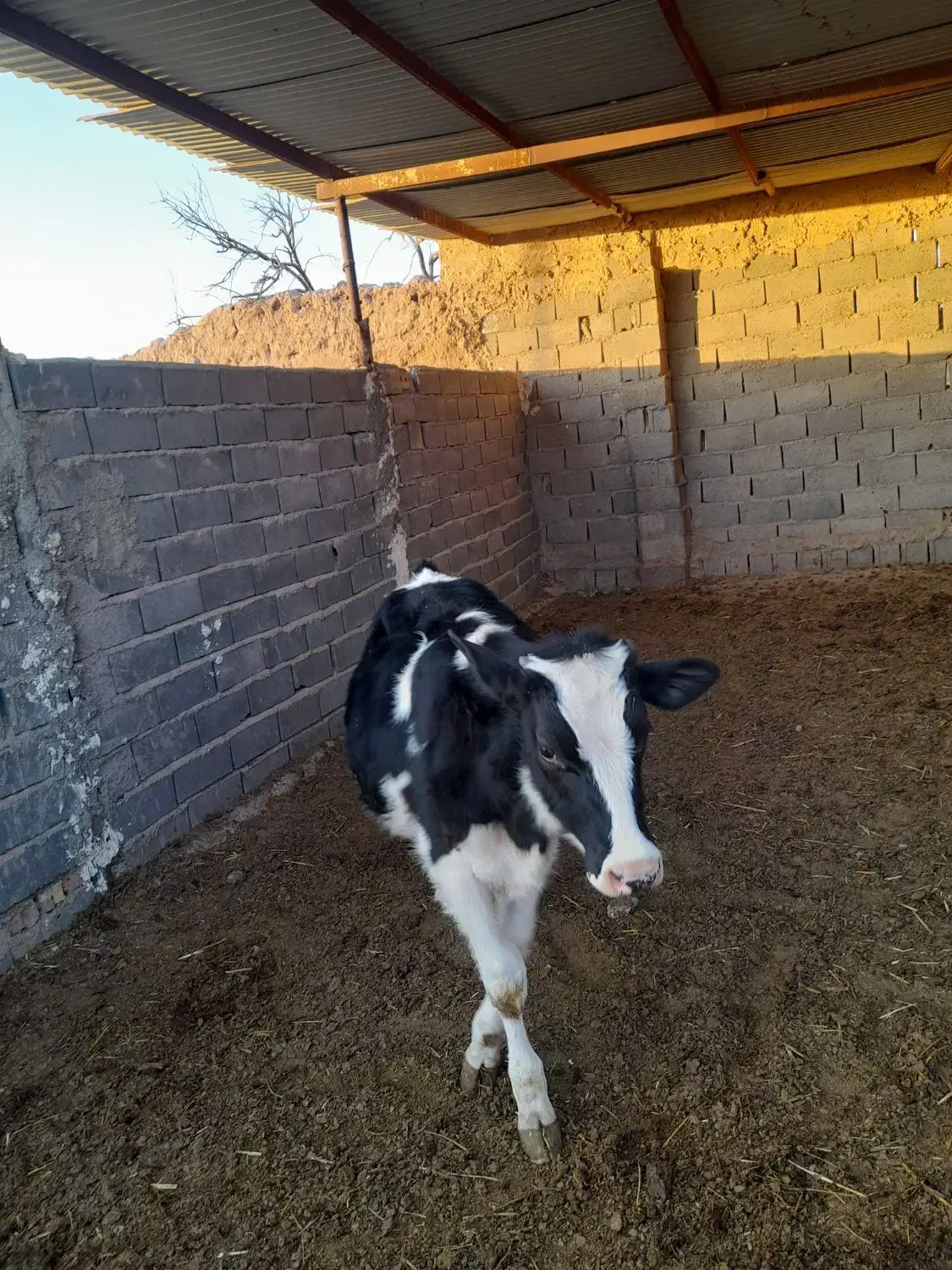 یگ عدد گوساله نر|حیوانات مزرعه|تربت جام, میان جام|دیوار
