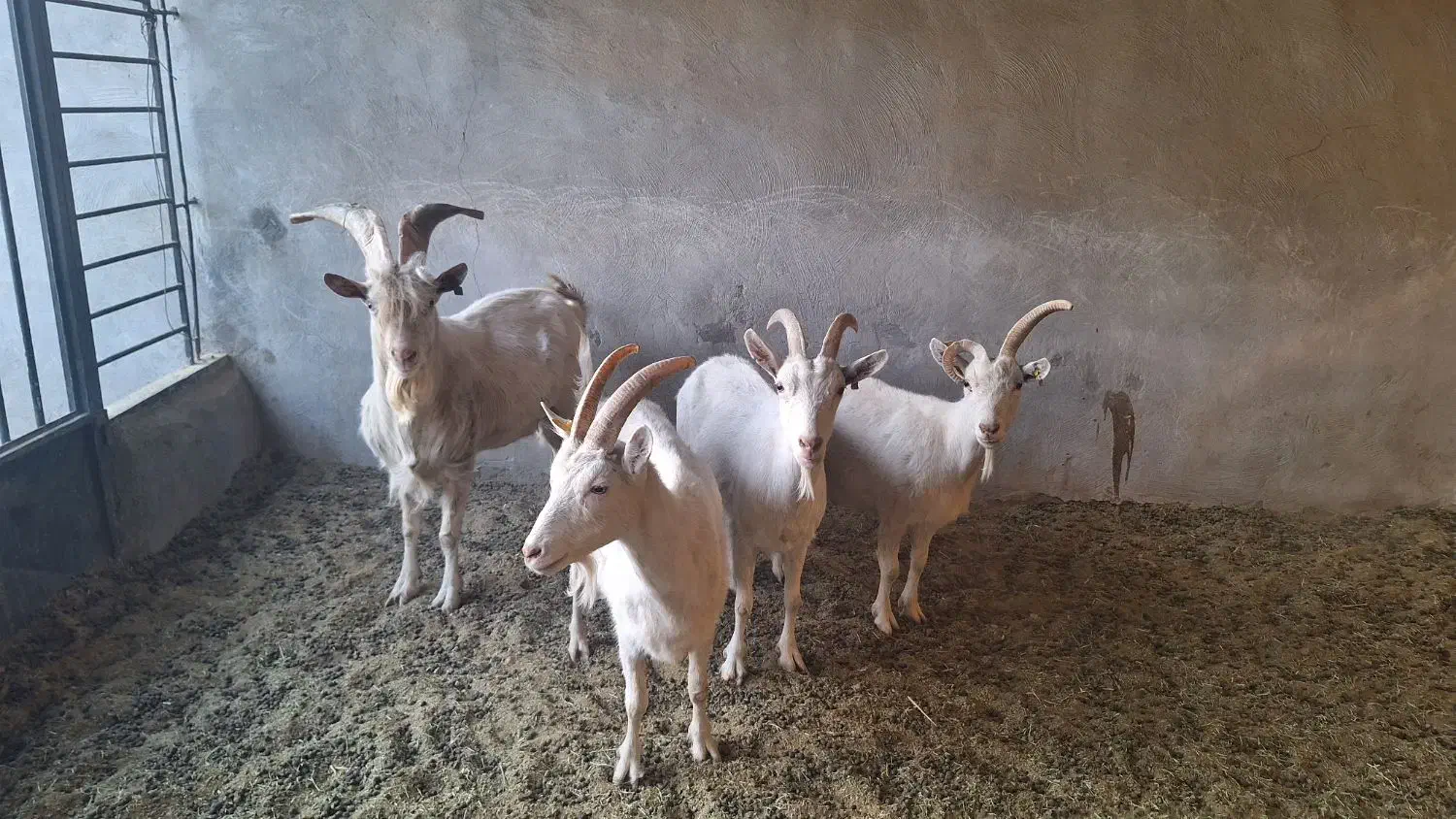 بز سانا|حیوانات مزرعه|لنجان, |دیوار