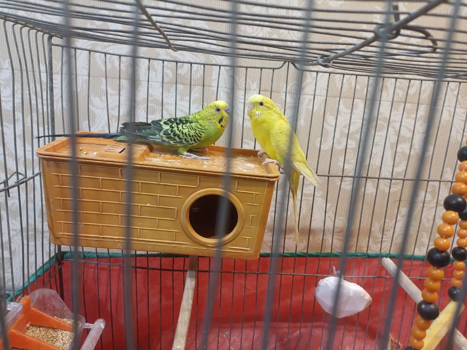 مرغ عشق|پرنده|کرمان, |دیوار