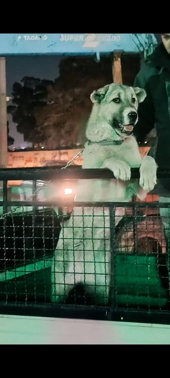 توله|سگ|ماهدشت, |دیوار