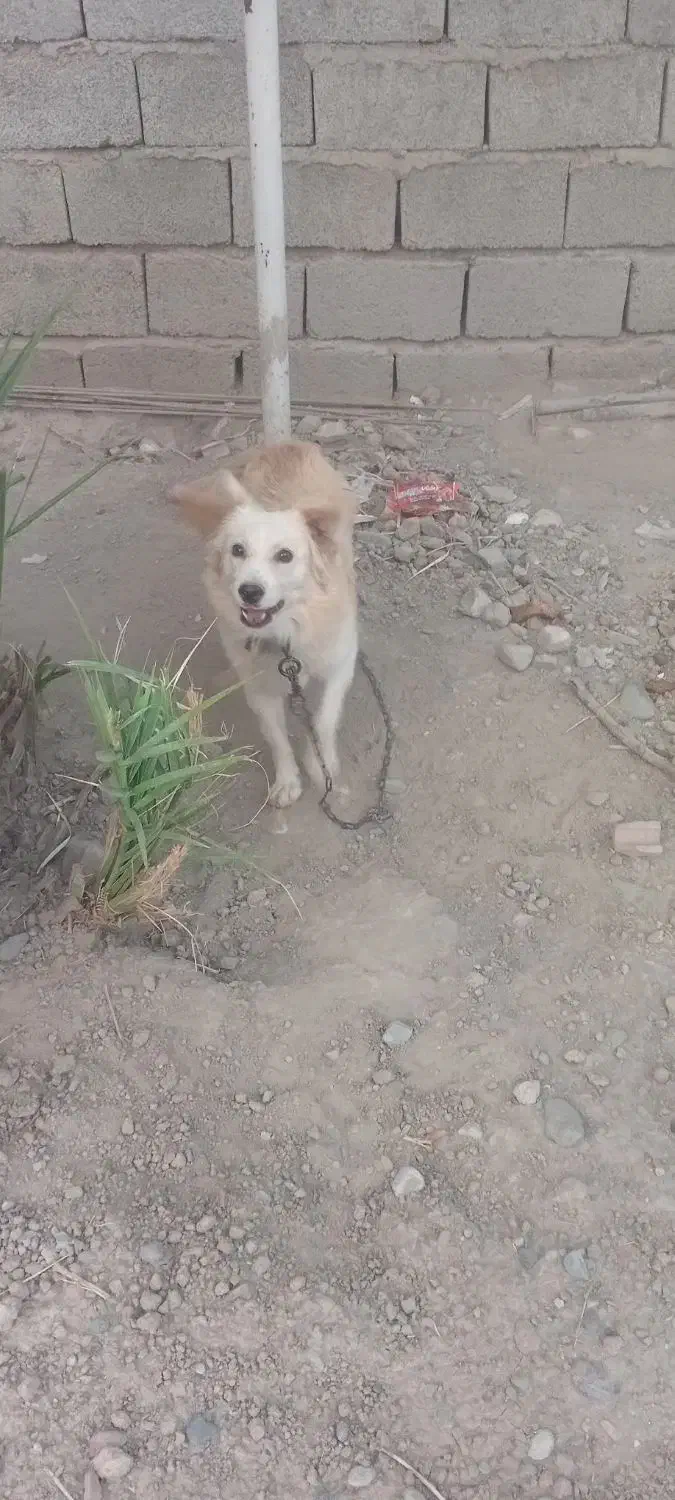 حیوان|سگ|جیرفت, |دیوار