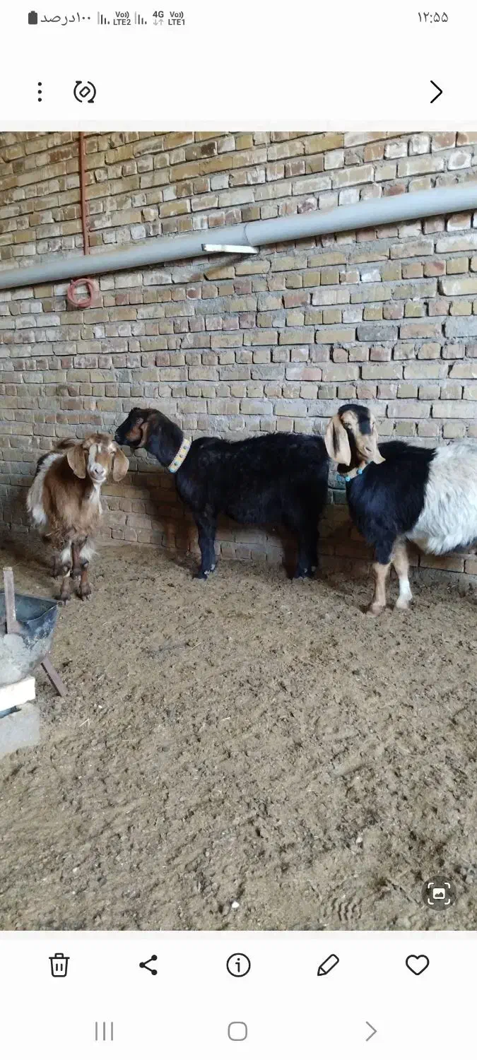 بز جوان اوست|حیوانات مزرعه|تربت جام, جامرود|دیوار