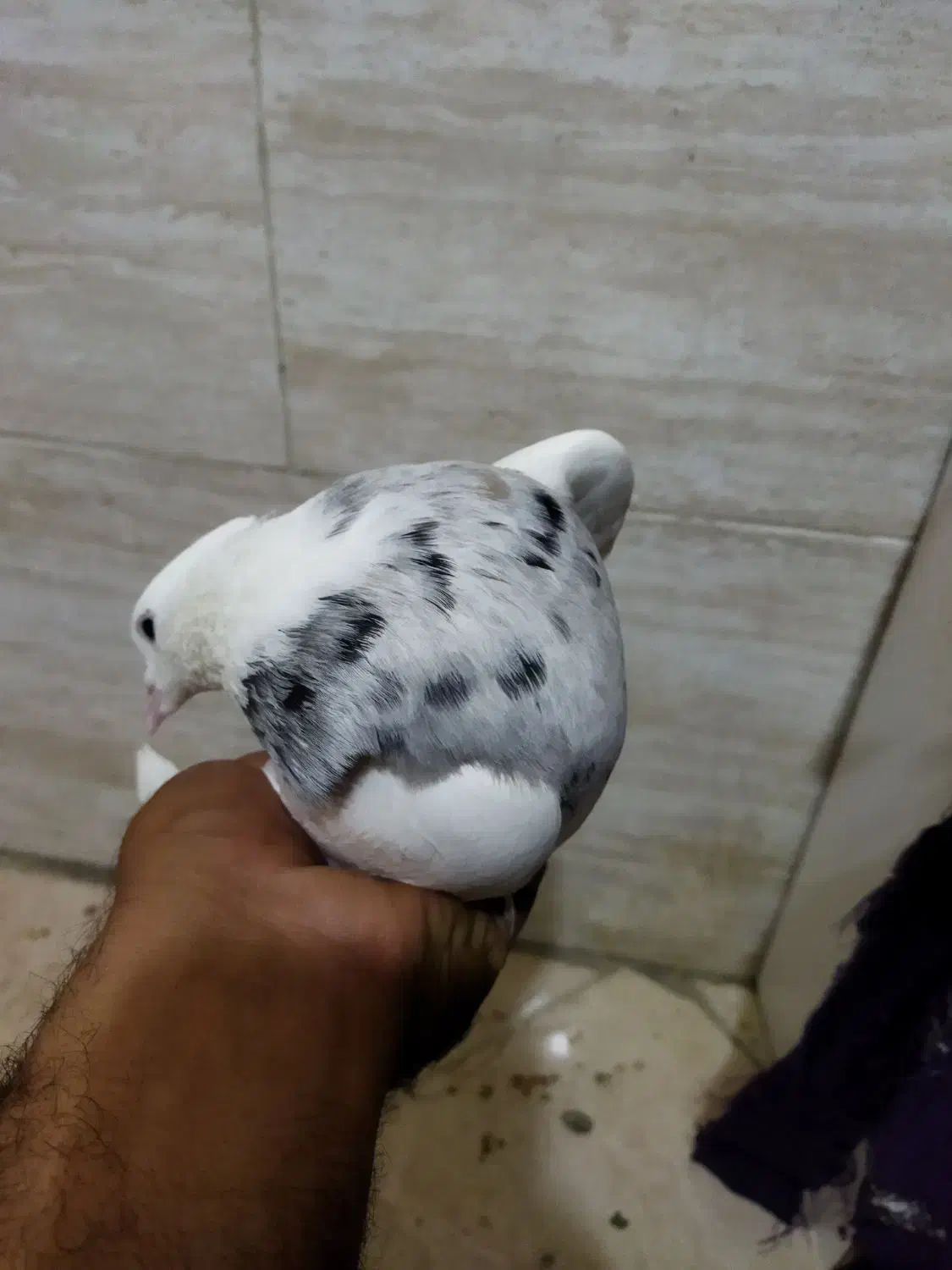 طوقی|پرنده|تهران, آذربایجان|دیوار