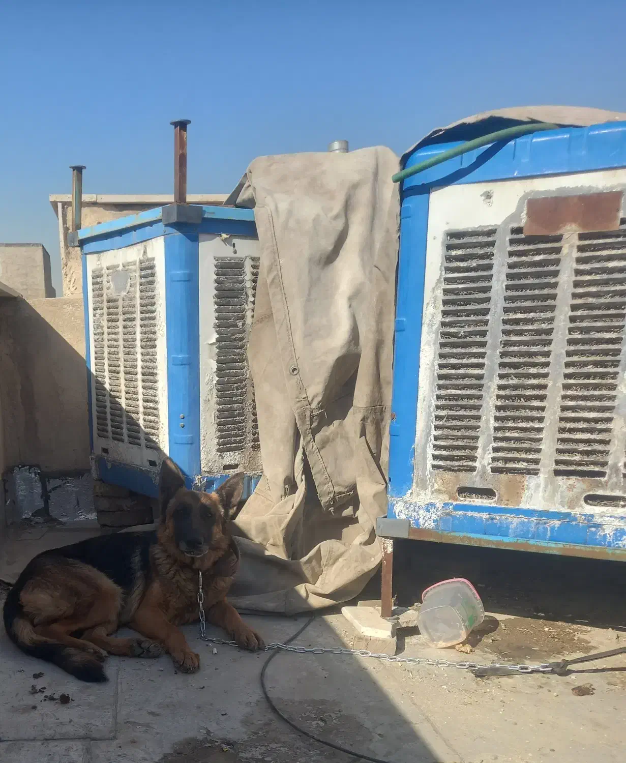 سگ ژرمن اصیل|سگ|شهر ری, سیزده آبان|دیوار