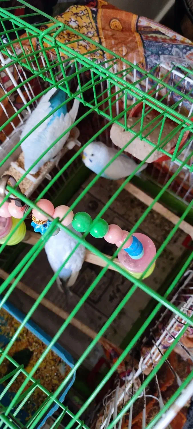 مرغ عشق|پرنده|کرج, شهرک فهمیده|دیوار