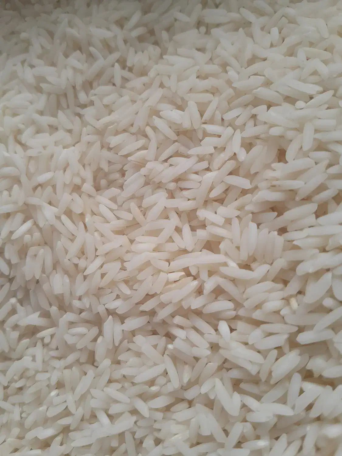 برنج هاشمی درجه یک|خوردنی و آشامیدنی|تولم شهر, |دیوار