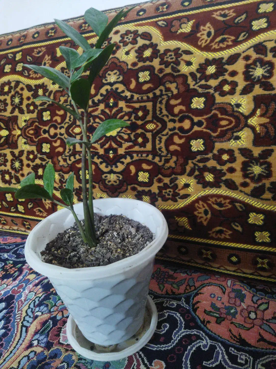 فروش گل های آپارتمانی وبیرونی|گل و گیاه طبیعی|آزادشهر, |دیوار