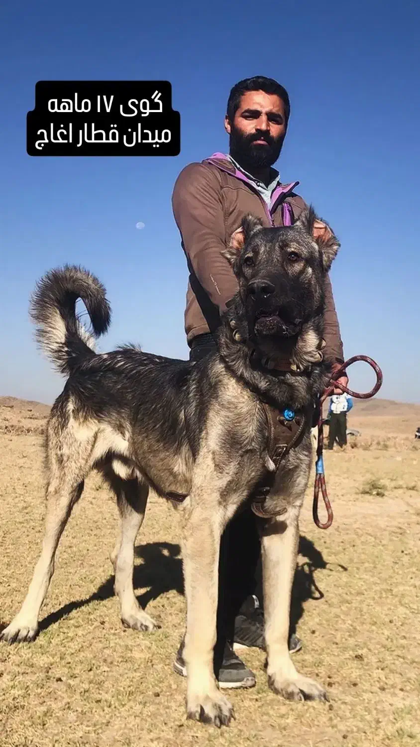 فروشی|سگ|میلاجرد, |دیوار