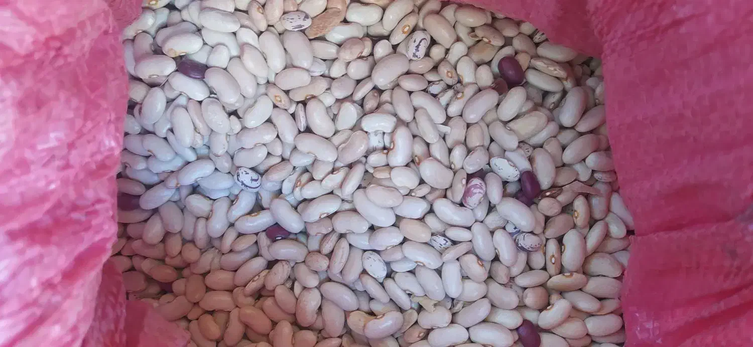 لوبیا چیتی، سفید، قرمز|حراج|لردگان, |دیوار