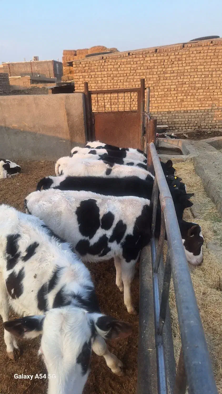 گوساله نژادی|حیوانات مزرعه|جعفرآباد, |دیوار