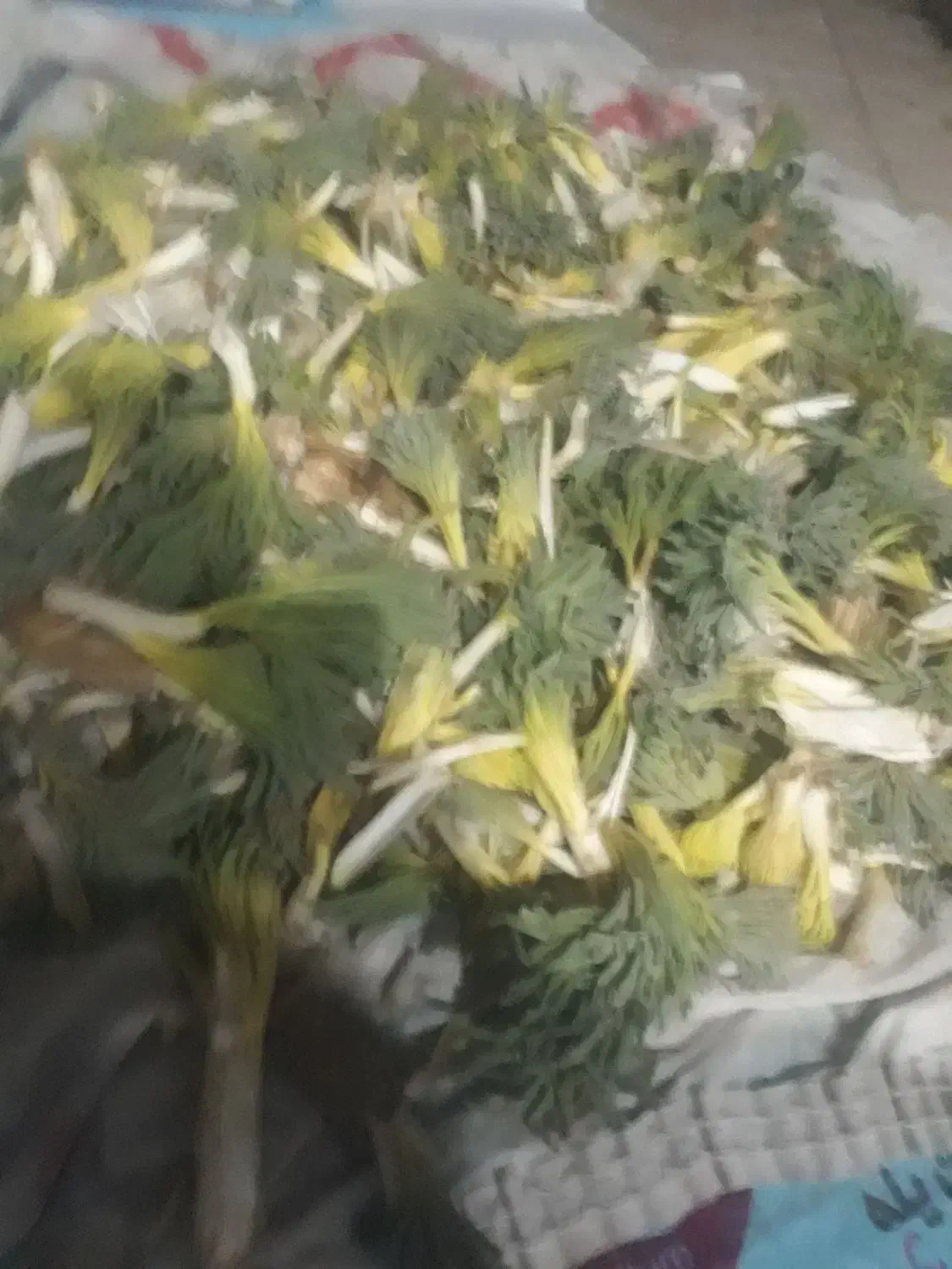 سلام (کما)..|حراج|بیرجند, |دیوار