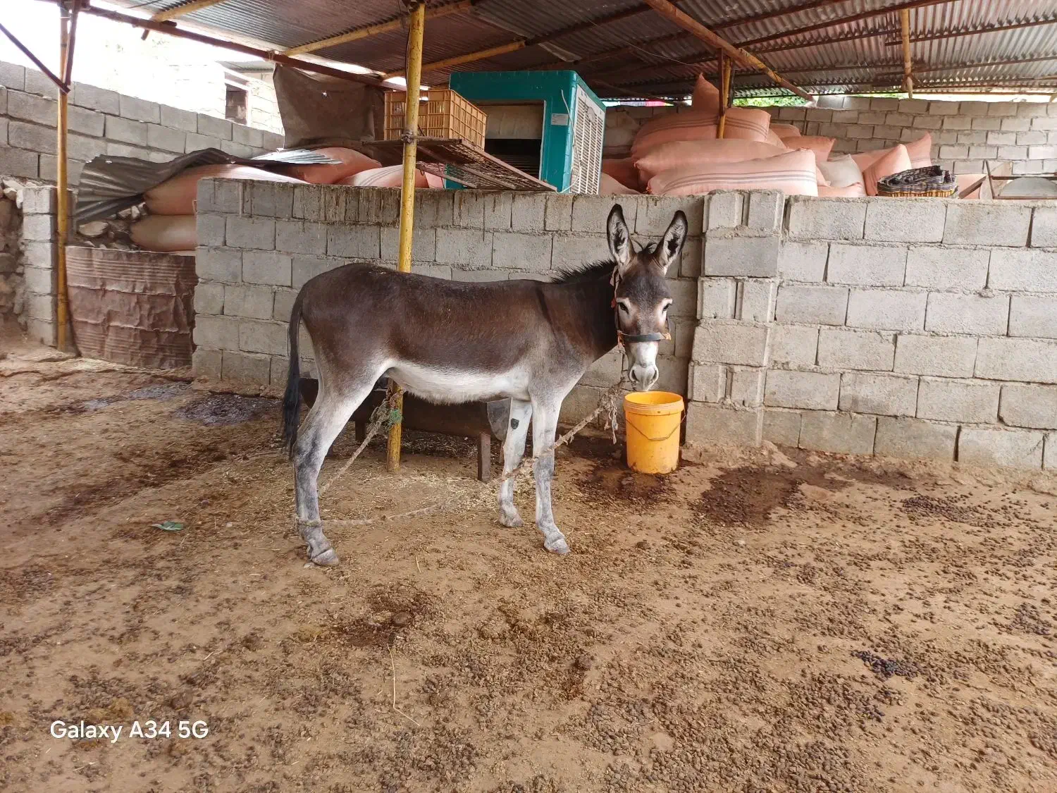 نره خر نوپالان|حیوانات مزرعه|دره شهر, |دیوار